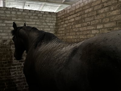 “Один кінь помер у мене на руках”: російська “герань” влучила в стайню у Сумах “Один кінь помер у мене на руках”: російська “герань” влучила в стайню у Сумах