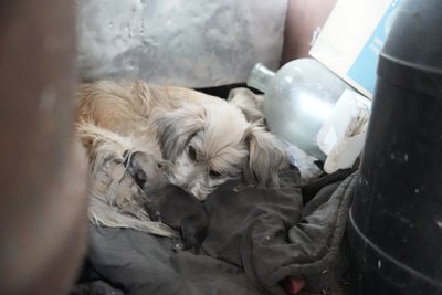 "Я хочу сам жити". Як живе чоловік, який оселився на Сумщині подалі від людей "Я хочу сам жити". Як живе чоловік, який оселився на Сумщині подалі від людей
