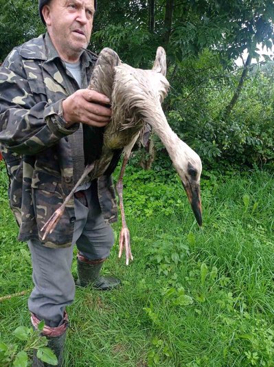 На Хмельниччині врятували двох лелеченят, яких буревій викинув із гнізда На Хмельниччині врятували двох лелеченят, яких буревій викинув із гнізда