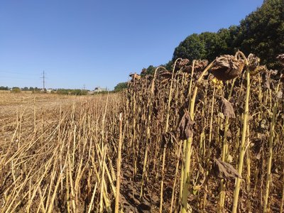 збір соняшника, осінні жнива збір соняшника, осінні жнива