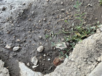 "Уже й там смердить": у селі на Полтавщині місцеві скаржаться на незаконну скотобійню "Уже й там смердить": у селі на Полтавщині місцеві скаржаться на незаконну скотобійню