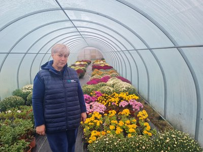 Що зробити з хризантемами у березні, щоб восени вони цвіли: поради садівниці Що зробити з хризантемами у березні, щоб восени вони цвіли: поради садівниці