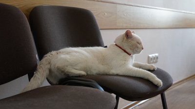 Знайшов хазяйку за кілька кілометрів: історія сумського кота Коттона Знайшов хазяйку за кілька кілометрів: історія сумського кота Коттона