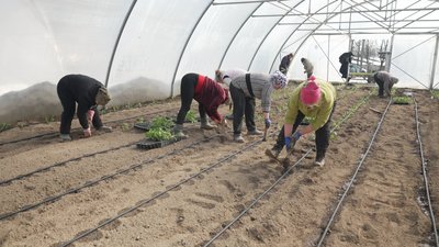 Перший урожай очікують у травні: на Вінниччині стартувала висадка капусти Перший урожай очікують у травні: на Вінниччині стартувала висадка капусти