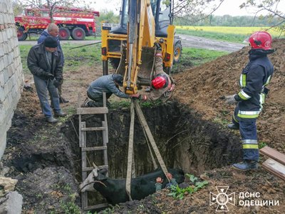 В Одеській області працівники ДСНС врятували корову з вигрібної ями