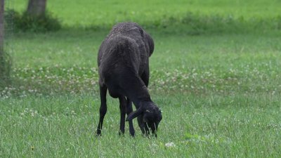 Новий житель з'явився у парку "Оствиця" на Рівненщині. Що про нього відомо Новий житель з'явився у парку "Оствиця" на Рівненщині. Що про нього відомо