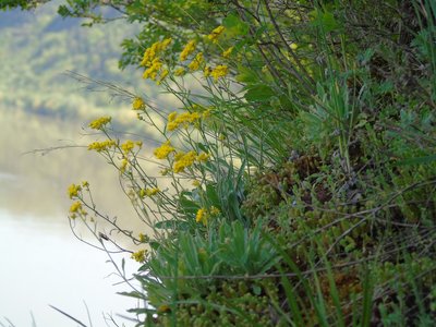 Авринія скельна, рідкісні види рослин Авринія скельна, рідкісні види рослин