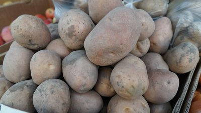 На Сумщині дорожчає картопля На Сумщині дорожчає картопля