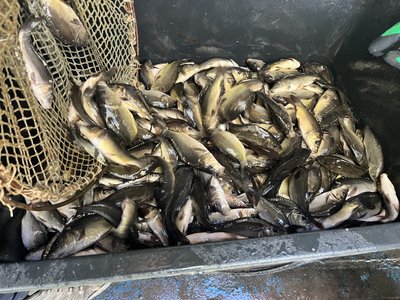 Понад чотири тисячі мальків коропа, амура та сома випустили у Басів Кут у Рівному Понад чотири тисячі мальків коропа, амура та сома випустили у Басів Кут у Рівному