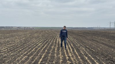 На Кіровоградщині морози пошкодили понад 20% озимих: як компенсувати втрати