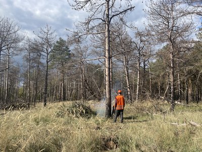 Лісничі зрублюють дерево Лісничі зрублюють дерево