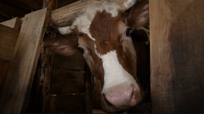 Працюємо "у нуль". Чому у Чернівецькій області зменшується кількість великої рогатої худоби Працюємо "у нуль". Чому у Чернівецькій області зменшується кількість великої рогатої худоби