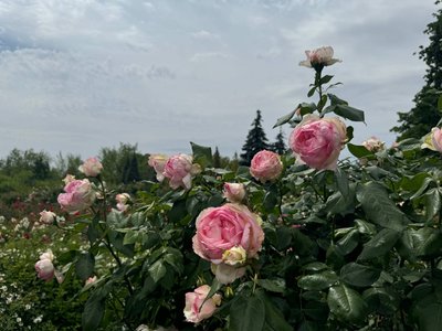 "Хоч якась краса, щоб можна було трошки відволіктись". У ботсаду Кривого Рогу – пік цвітіння садових троянд "Хоч якась краса, щоб можна було трошки відволіктись". У ботсаду Кривого Рогу – пік цвітіння садових троянд