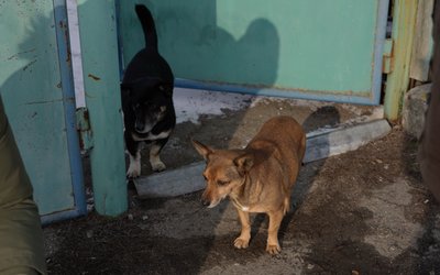 "З дідом притулимося один до одного і сидимо" — жителька Дебальцевого на Дніпропетровщині , яке атакують "шахедами" "З дідом притулимося один до одного і сидимо" — жителька Дебальцевого на Дніпропетровщині , яке атакують "шахедами"