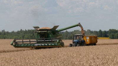 Жнива на Чернігівщині: у липні почали збирати урожай озимої пшениці Жнива на Чернігівщині: у липні почали збирати урожай озимої пшениці
