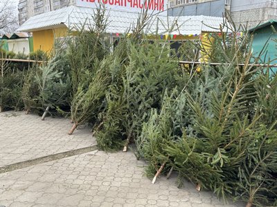 "Є документи на дерева?". Як у Сумах працює ялинковий базар