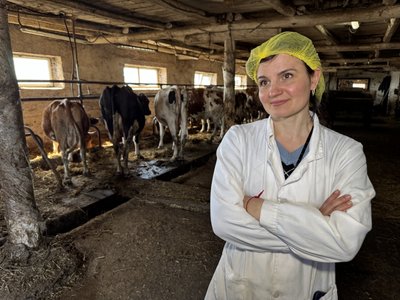 На Полтавщині щороку меншає корів та іншої худоби: які причини На Полтавщині щороку меншає корів та іншої худоби: які причини