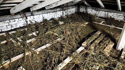 Висушений канабіс на даху будинку, ймовірно Висушений канабіс на даху будинку, ймовірно