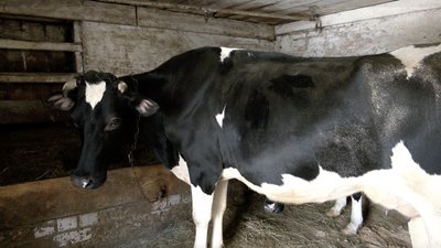 Програма підтримки сільськогосподарських кооперативів на Черкащині: скільки аграріїв подали заявку на компенсацію Програма підтримки сільськогосподарських кооперативів на Черкащині: скільки аграріїв подали заявку на компенсацію