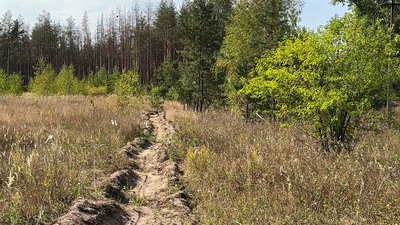 Ліси дерева сосни смуга пожежі обстріли армія РФ Лиманське лісове господарство Лиманська громада Донецька область 28 серпня 2024 рік