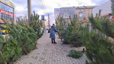 У Кропивницькому перевірили ялинкові ярмарки У Кропивницькому перевірили ялинкові ярмарки