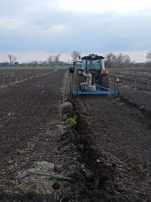 "Мрія була закласти сад". Підприємець з Дніпропетровщини вирощує 21 гектар фундука та створив власний розплідник "Мрія була закласти сад". Підприємець з Дніпропетровщини вирощує 21 гектар фундука та створив власний розплідник