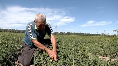 "Вродили гірше, ніж торік", — фермер з Вінниччини про урожай помідорів "Вродили гірше, ніж торік", — фермер з Вінниччини про урожай помідорів