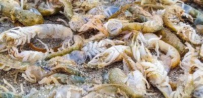 До берегів нацпарку на Одещині винесло понад 100 тисяч ракоподібних, занесених до Червоної книги До берегів нацпарку на Одещині винесло понад 100 тисяч ракоподібних, занесених до Червоної книги