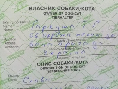 Історія порятунку цуценя з під завалів будинку у Слов'янську Історія порятунку цуценя з під завалів будинку у Слов'янську
