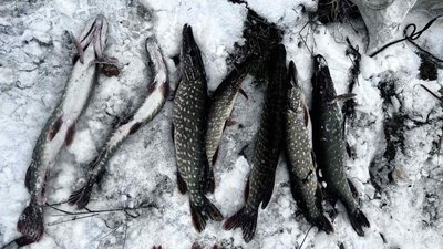 Двоє жителів Новгород-Сіверського наловили риби на понад 100 тисяч гривень Двоє жителів Новгород-Сіверського наловили риби на понад 100 тисяч гривень
