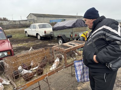У Первомайську відбулася виставка-ярмарок голубів та екзотичних птахів У Первомайську відбулася виставка-ярмарок голубів та екзотичних птахів