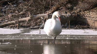"Доглядаємо за лебедями, як за дітьми": як зимують птахи у полтавському дендропарку "Доглядаємо за лебедями, як за дітьми": як зимують птахи у полтавському дендропарку