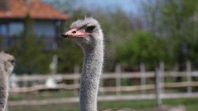 "З горла стирчала трахея": в якому стані врятовані страуси після атаки РФ КАБами по Новопавлівці "З горла стирчала трахея": в якому стані врятовані страуси після атаки РФ КАБами по Новопавлівці