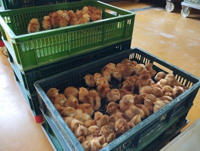 Продаж молодняка домашньої птиці на Полтавщині: чи зросли ціни Продаж молодняка домашньої птиці на Полтавщині: чи зросли ціни
