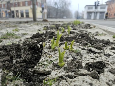 Паростки рослин пробиваються через ґрунт Паростки рослин пробиваються через ґрунт