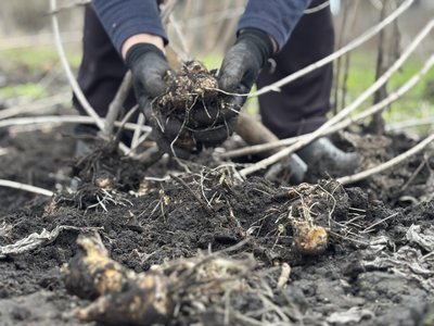Як вирощувати топінамбур і що каже нутриціологиня про його користь для організму