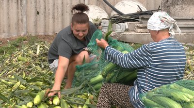 Ракель та Камберленд: два сорти солодкої кукурудзи вирощує родина з Черкащини Ракель та Камберленд: два сорти солодкої кукурудзи вирощує родина з Черкащини
