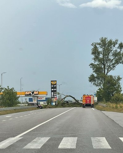 Повалені дерева через сильні пориви вітру: наслідки негоди на Закарпатті Повалені дерева через сильні пориви вітру: наслідки негоди на Закарпатті