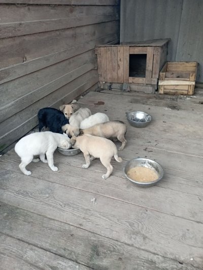 На виїзді зі Звягеля знайшли сім цуценят, яких закрили цвяхами у ящику На виїзді зі Звягеля знайшли сім цуценят, яких закрили цвяхами у ящику