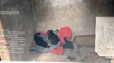 Буковинець Віталій Кушнірик на твічі показував, як прилаштував вдома щенят Буковинець Віталій Кушнірик на твічі показував, як прилаштував вдома щенят