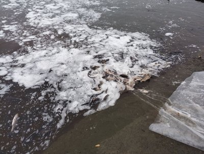 Випустили понад 30 тисяч рибин. На Кіровоградщині вперше за два роки зарибили два водосховища Випустили понад 30 тисяч рибин. На Кіровоградщині вперше за два роки зарибили два водосховища