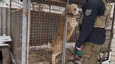 "Рятують життя під атаками дронів, артилерії та КАБів". Як зооволонтери з Дніпра вивозять тварин з прифронтових громад "Рятують життя під атаками дронів, артилерії та КАБів". Як зооволонтери з Дніпра вивозять тварин з прифронтових громад