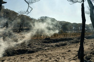 У низці країн Європи попереджають про аномальну спеку. У Франції та Туреччині — лісові пожежі