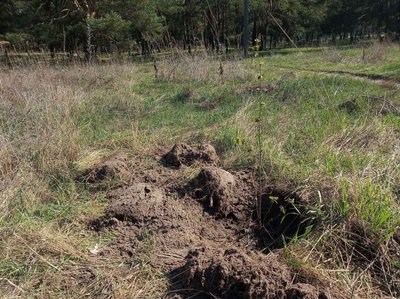 Висаджували дерева у Власівському парку Висаджували дерева у Власівському парку