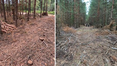 Понад 840 вирубаних дерев на 2,7 мільйона гривень виявили у громаді на Рівненщині