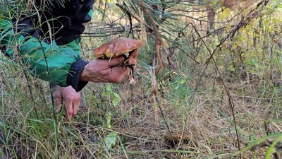 Сезон грибів на Чернігівщині: як збирає гриби на прикордонні житель Дробишева Сезон грибів на Чернігівщині: як збирає гриби на прикордонні житель Дробишева