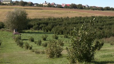 Фундук на Рівненщині: садівники освоюють нову нішу агробізнесу Фундук на Рівненщині: садівники освоюють нову нішу агробізнесу