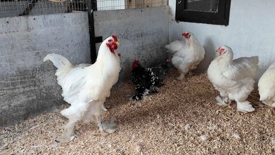 Курка породи біла брама Курка породи біла брама