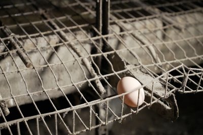 Яйце на дослідній станції птахівництва на Харківщині Яйце на дослідній станції птахівництва на Харківщині