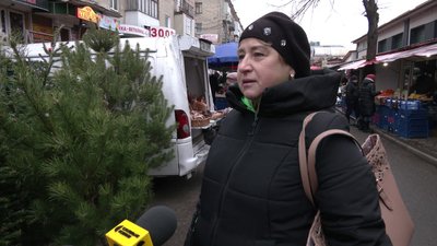 "Ці ялинки цьогоріч будуть хітом сезону": у Рівному розпочали продаж новорічних дерев "Ці ялинки цьогоріч будуть хітом сезону": у Рівному розпочали продаж новорічних дерев
